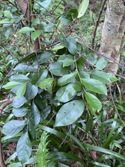 Glochidion rubrum