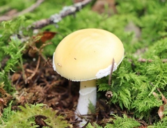 Amanita junquillea