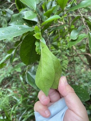 Glochidion rubrum