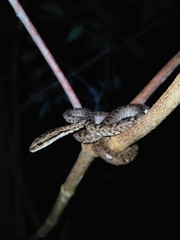 Psammodynastes pictus