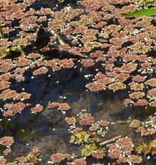 Azolla filiculoides