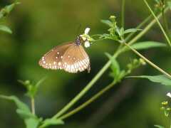 Euploea core