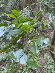 Glochidion rubrum