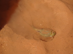 Triops