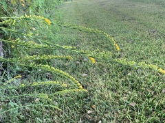 Solidago mexicana
