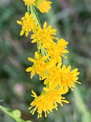 Solidago mexicana