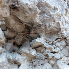 Leiobunum limbatum