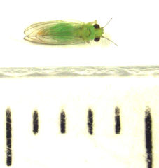 Eucalyptolyma maideni