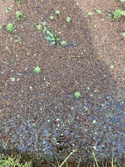 Azolla filiculoides