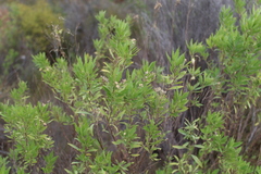 Nidorella ivifolia