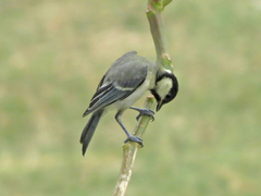 Parus cinereus