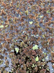 Azolla filiculoides