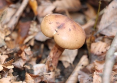 Tricholoma fulvum