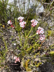 Erica ampullacea