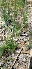 Lobelia tenuior