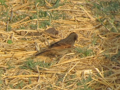 Emberiza lathami