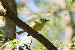 Phylloscartes ventralis