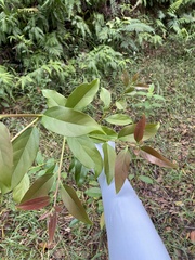 Diospyros morrisiana