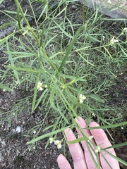 Baccharis neglecta