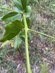 Diospyros morrisiana