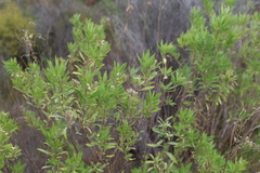 Nidorella ivifolia