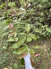Diospyros morrisiana