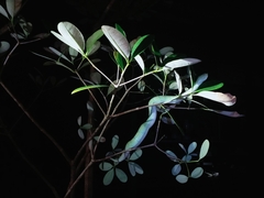 Tropidolaemus subannulatus