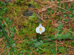 Mazus alpinus