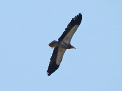 Neophron percnopterus