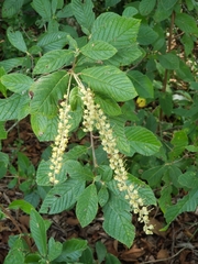 Clethra tomentosa