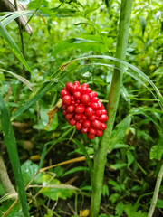 Arisaema dracontium