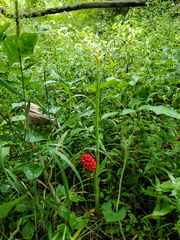 Arisaema dracontium