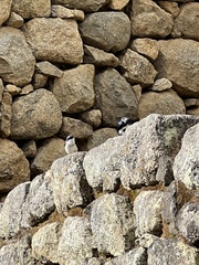 Pygochelidon cyanoleuca