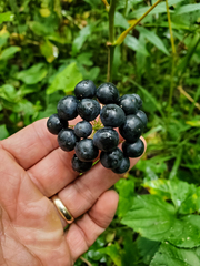 Smilax ecirrhata