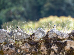 Pygochelidon cyanoleuca