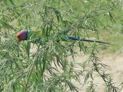 Psittacula cyanocephala