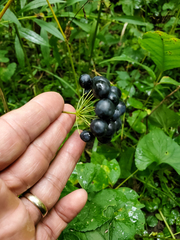 Smilax ecirrhata