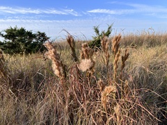 Andropogon cretaceus