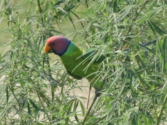 Psittacula cyanocephala