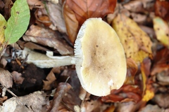 Amanita phalloides