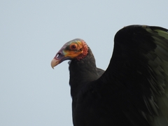 Cathartes burrovianus