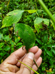 Smilax ecirrhata