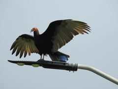 Cathartes burrovianus