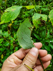 Smilax ecirrhata