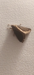 Ercheia cyllaria