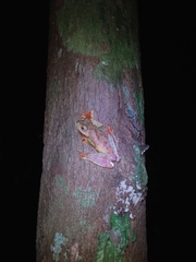 Rhacophorus pardalis