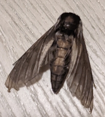 Sphinx poecila