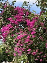 Bougainvillea