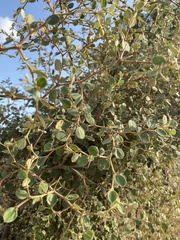 Ziziphus nummularia
