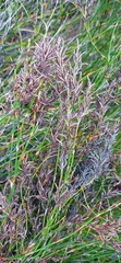 Restio sieberi
